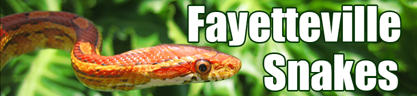 Fayetteville snake